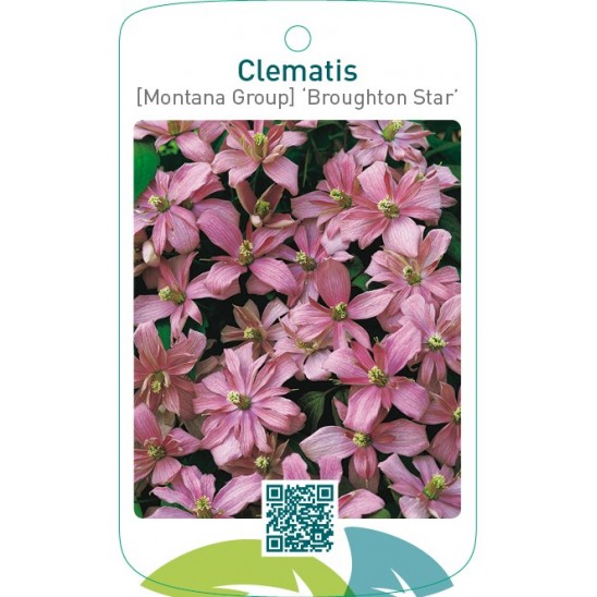 Etiquetas De Clematis Montana Group Broughton Star