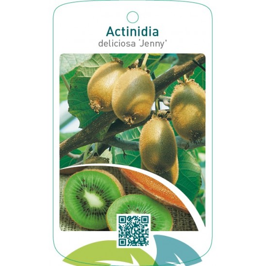 Etiquetas De Actinidia Deliciosa Jenny