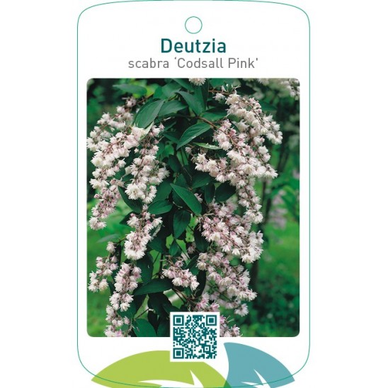 Etiquetas De Deutzia Scabra Codsall Pink