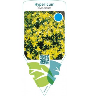 Hypericum fragile