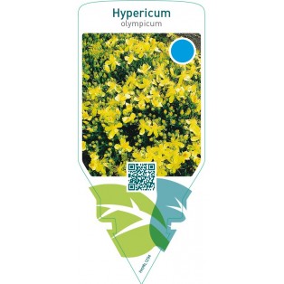 Hypericum fragile