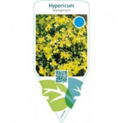 Hypericum fragile