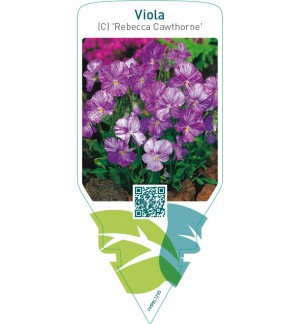 Viola (C) ‘Rebecca Cawthorne’