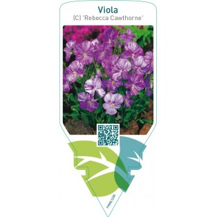 Viola (C) ‘Rebecca Cawthorne’