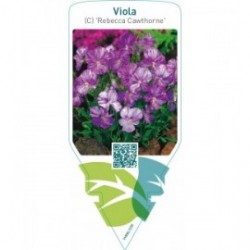 Viola (C) ‘Rebecca Cawthorne’