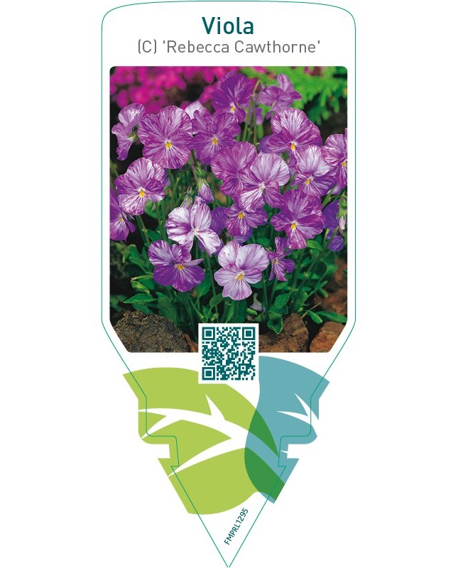 Viola (C) ‘Rebecca Cawthorne’