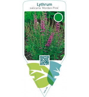 Lythrum salicaria ‘Morden Pink’