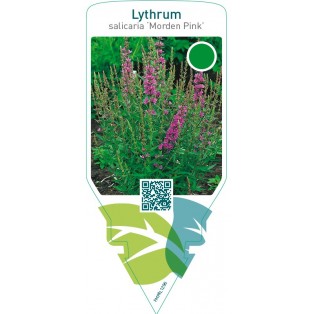 Lythrum salicaria ‘Morden Pink’