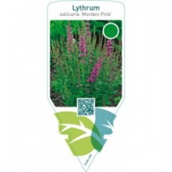 Lythrum salicaria ‘Morden Pink’