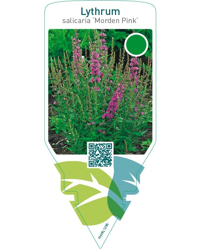Lythrum salicaria ‘Morden Pink’