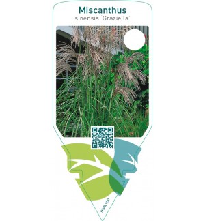 Miscanthus sinensis ‘Graziella’
