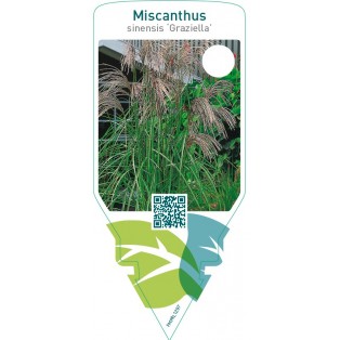 Miscanthus sinensis ‘Graziella’