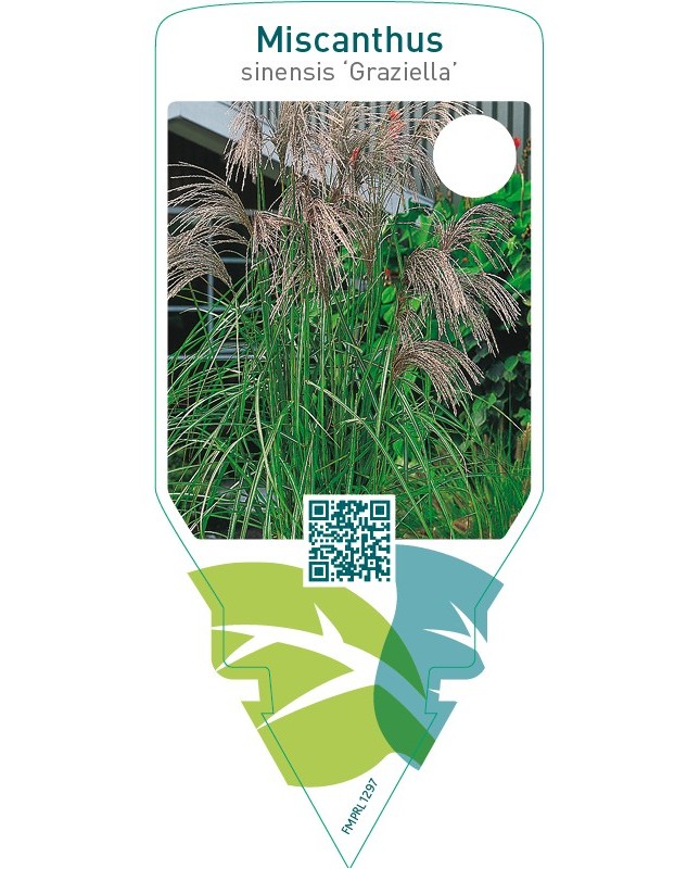 Miscanthus sinensis ‘Graziella’