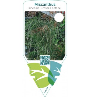 Miscanthus sinensis ‘Grosse Fontäne’
