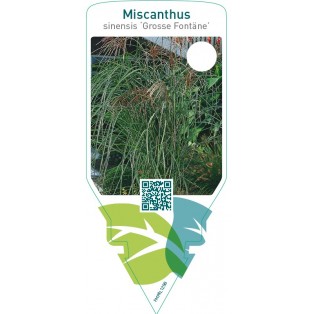 Miscanthus sinensis ‘Grosse Fontäne’