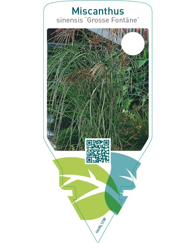 Miscanthus sinensis ‘Grosse Fontäne’