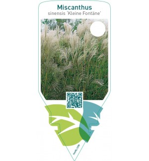 Miscanthus sinensis ‘Kleine Fontäne’