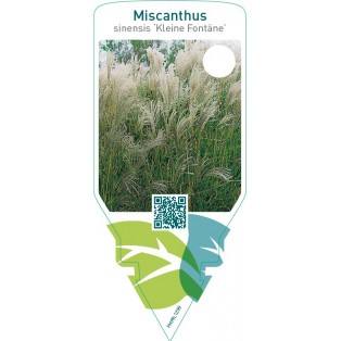 Miscanthus sinensis ‘Kleine Fontäne’