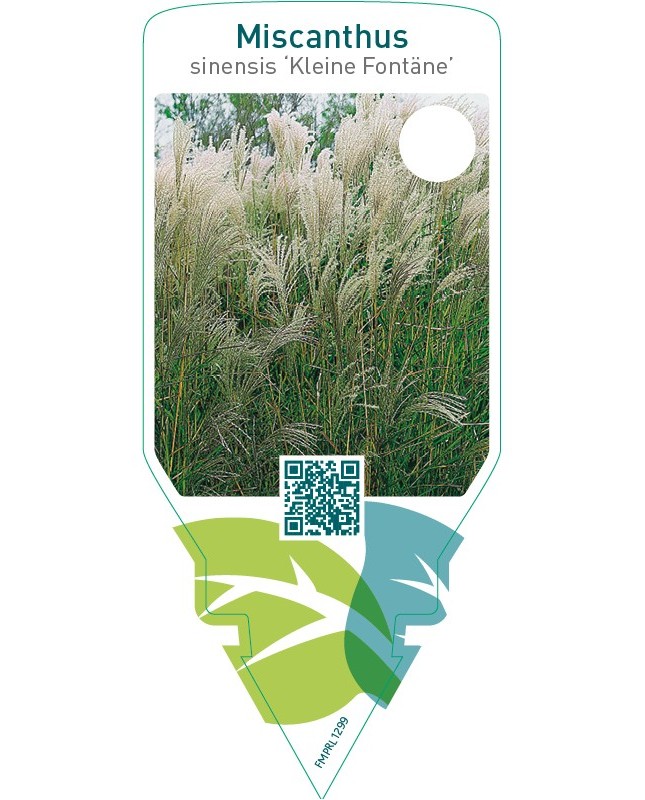 Miscanthus sinensis ‘Kleine Fontäne’
