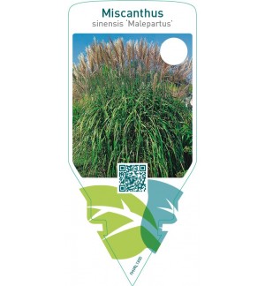 Miscanthus sinensis ‘Malepartus’