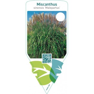 Miscanthus sinensis ‘Malepartus’