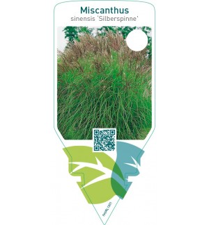 Miscanthus sinensis ‘Silberspinne’
