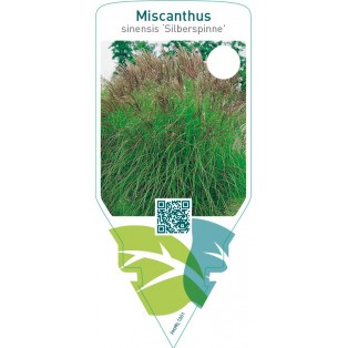 Miscanthus sinensis ‘Silberspinne’