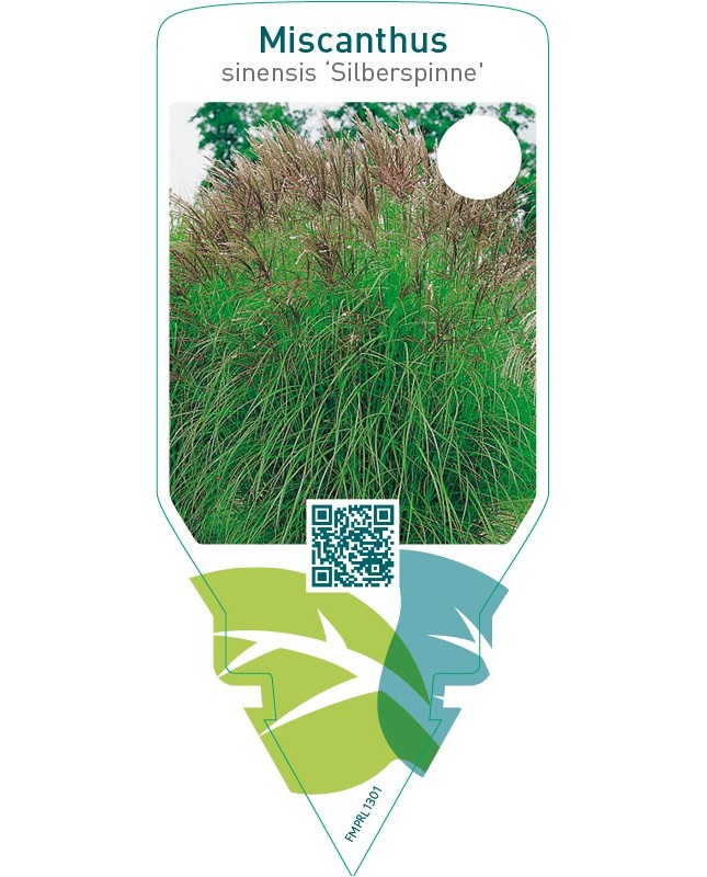Miscanthus sinensis ‘Silberspinne’