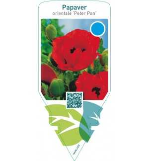 Papaver orientale ‘Peter Pan’