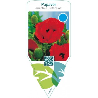 Papaver orientale ‘Peter Pan’