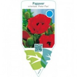Papaver orientale ‘Peter Pan’