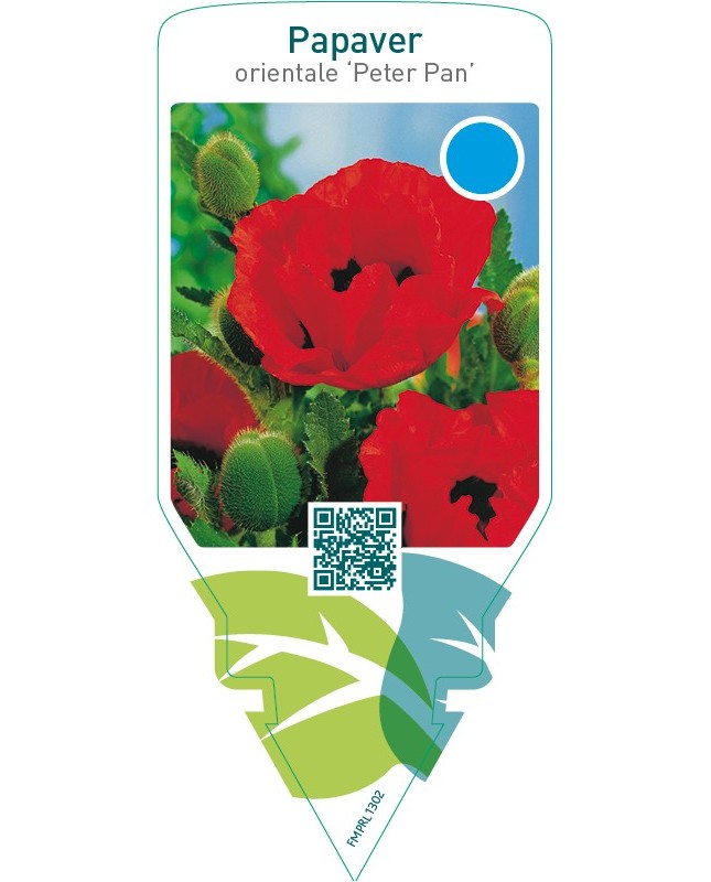 Papaver orientale ‘Peter Pan’