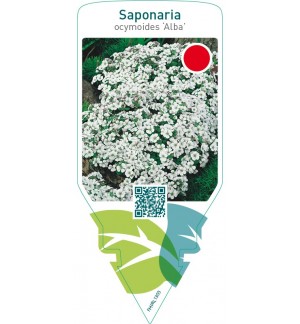 Saponaria ocymoides ‘Alba’