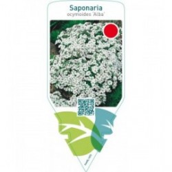 Saponaria ocymoides ‘Alba’