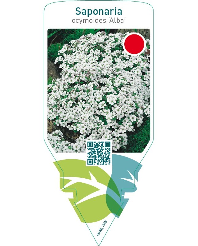 Saponaria ocymoides ‘Alba’