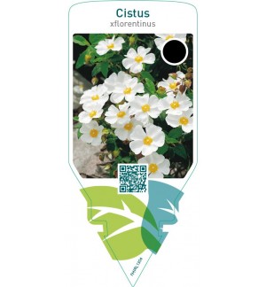 Cistus florentinus