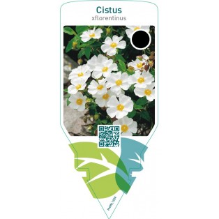 Cistus florentinus