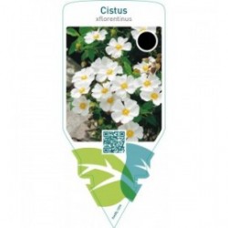 Cistus florentinus
