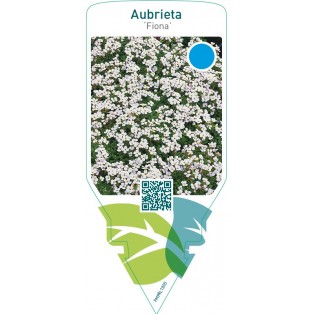 Aubrieta ‘Fiona’