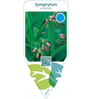 Symphytum rubrum