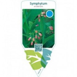 Symphytum rubrum