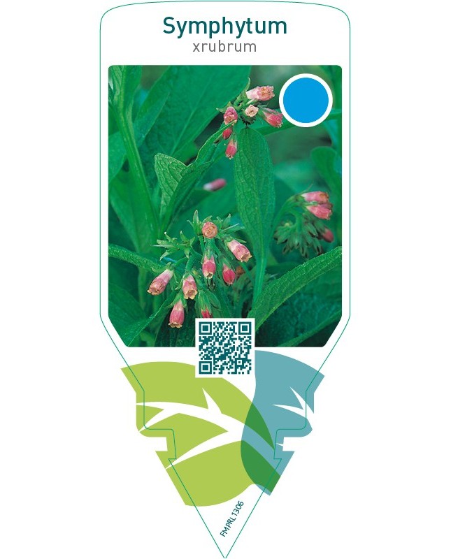 Symphytum rubrum
