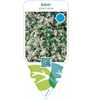 Aster divaricatus