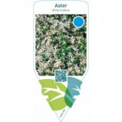 Aster divaricatus