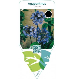 Agapanthus ‘Donau’