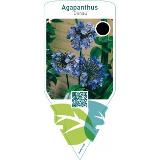 Agapanthus ‘Donau’