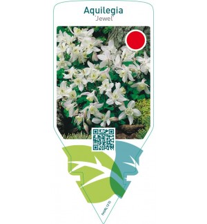 Aquilegia ‘Jewel’  white