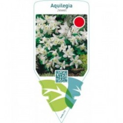 Aquilegia ‘Jewel’  white
