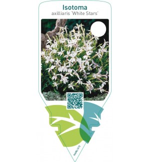 Laurentia axilliaris ‘White Stars’