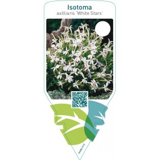 Laurentia axilliaris ‘White Stars’